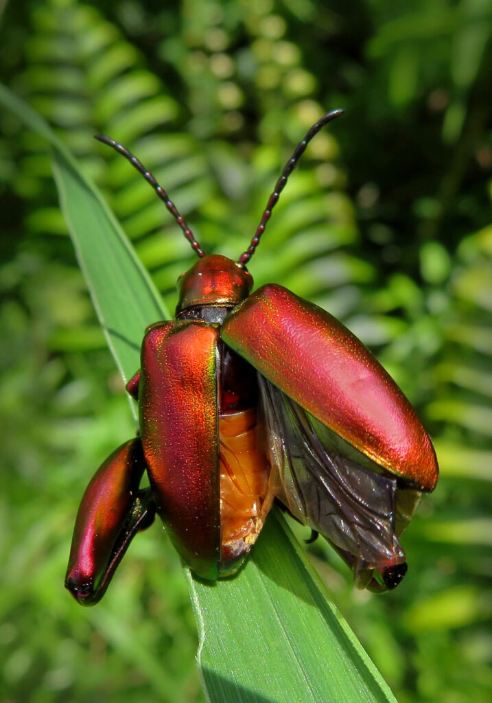 Frog-legged Leaf Beetle (Sagra femorata)