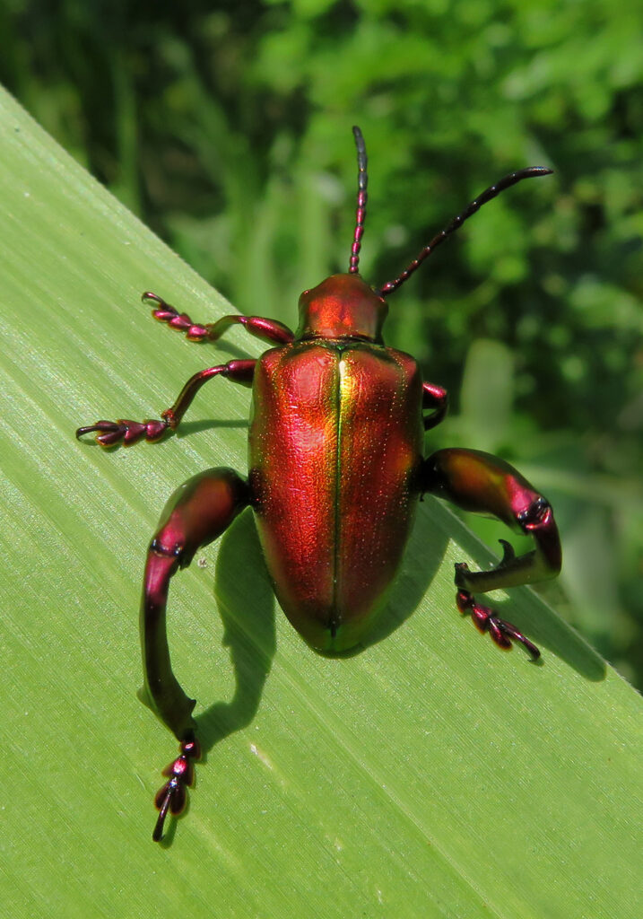 Frog-legged Leaf Beetle (Sagra femorata)