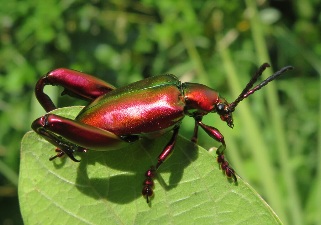 Frog-legged Leaf Beetle (Sagra femorata)