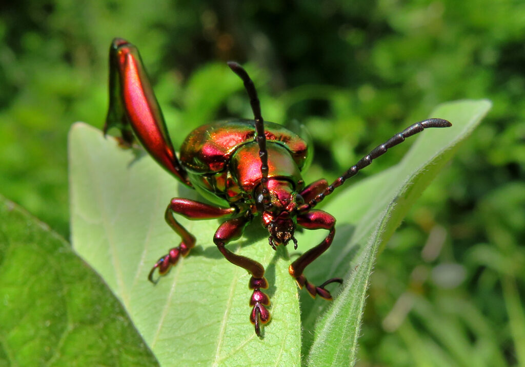 Frog-legged Leaf Beetle (Sagra femorata)