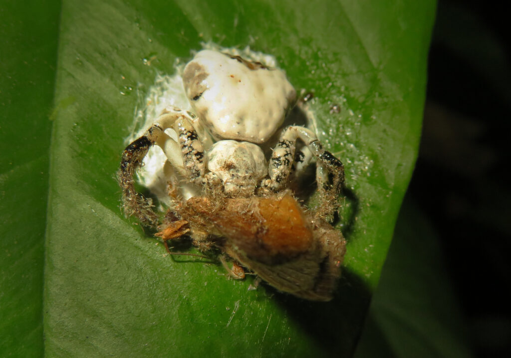 Bird Dropping Crab Spiders (Genus Phrynarachne)