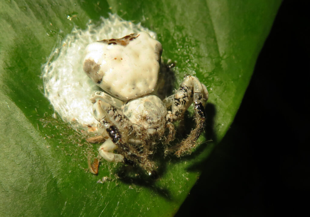 Bird Dropping Crab Spiders (Genus Phrynarachne)