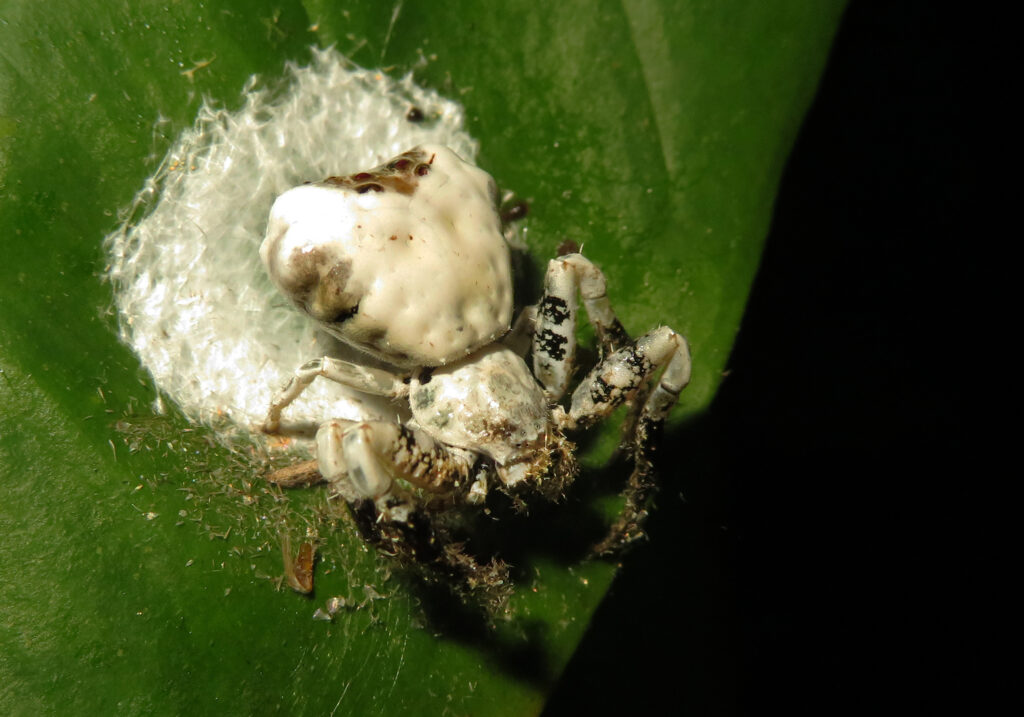 Bird Dropping Crab Spiders (Genus Phrynarachne)