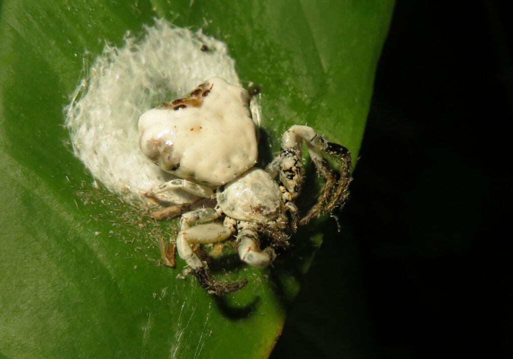 Bird Dropping Crab Spiders (Genus Phrynarachne)
