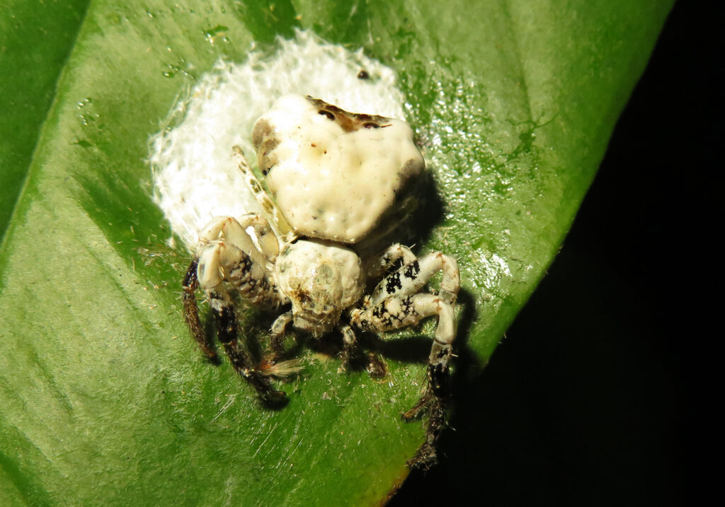 Bird Dropping Crab Spiders (Genus Phrynarachne)