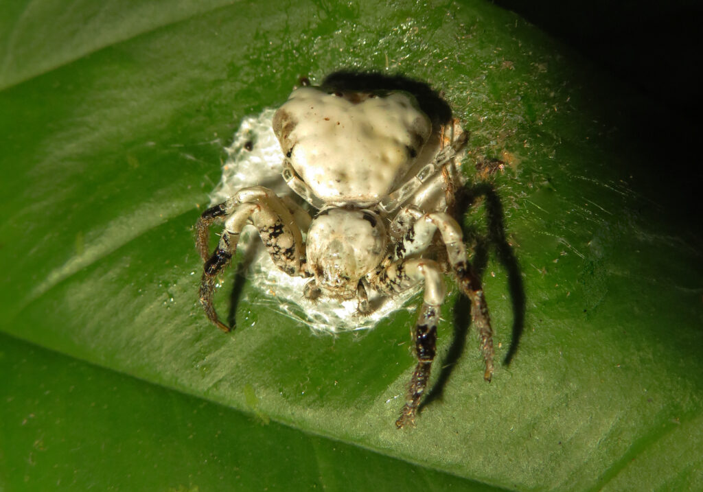 Bird Dropping Crab Spiders (Genus Phrynarachne)