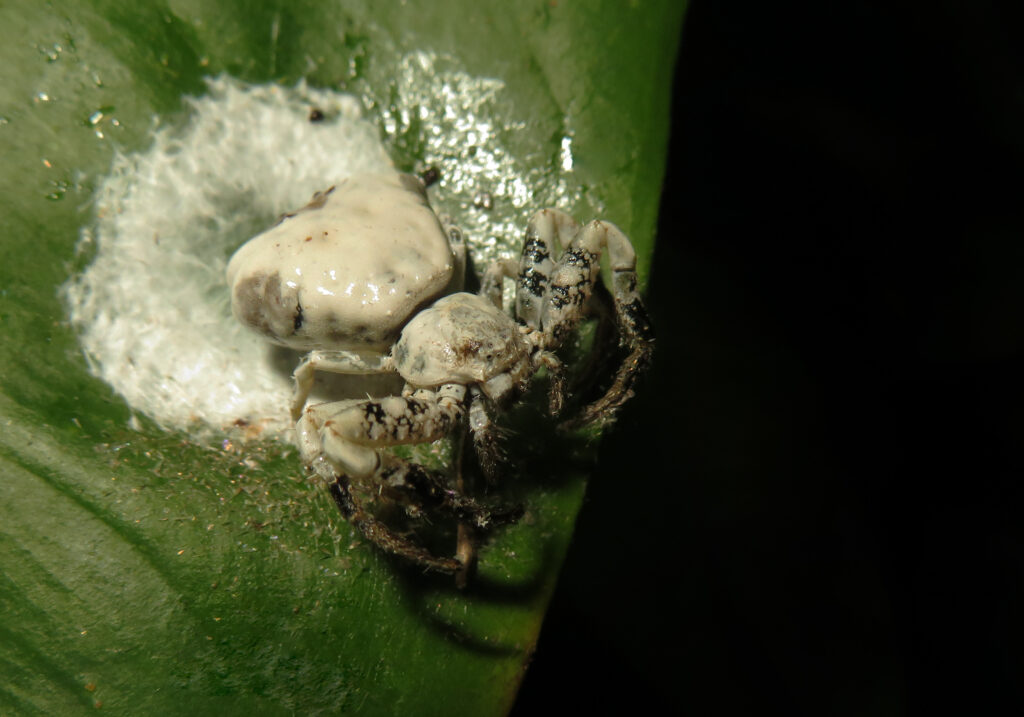 Bird Dropping Crab Spiders (Genus Phrynarachne)