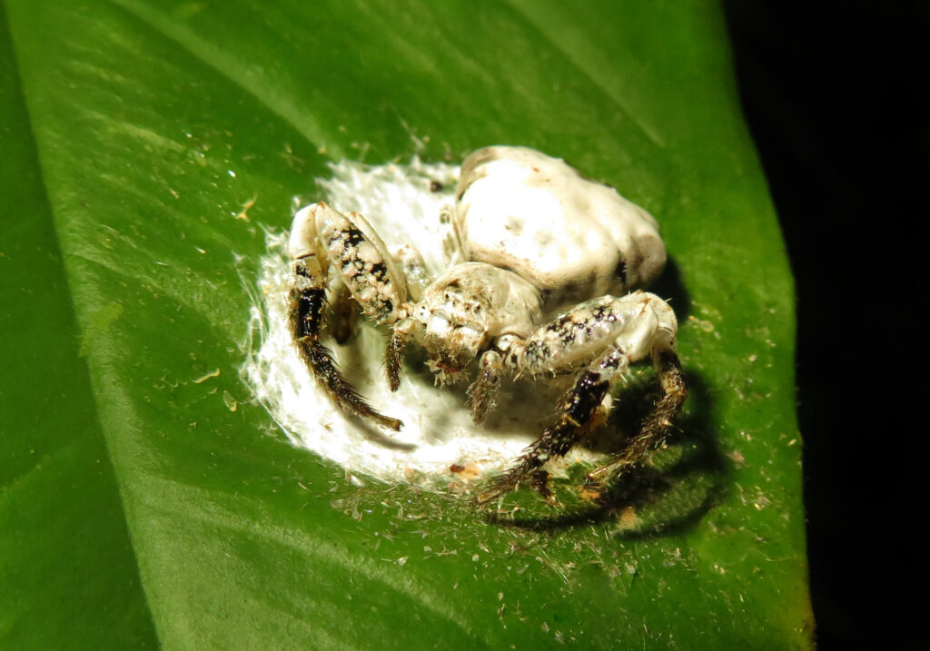 Bird Dropping Crab Spiders