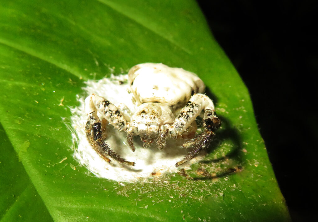 Bird Dropping Crab Spiders