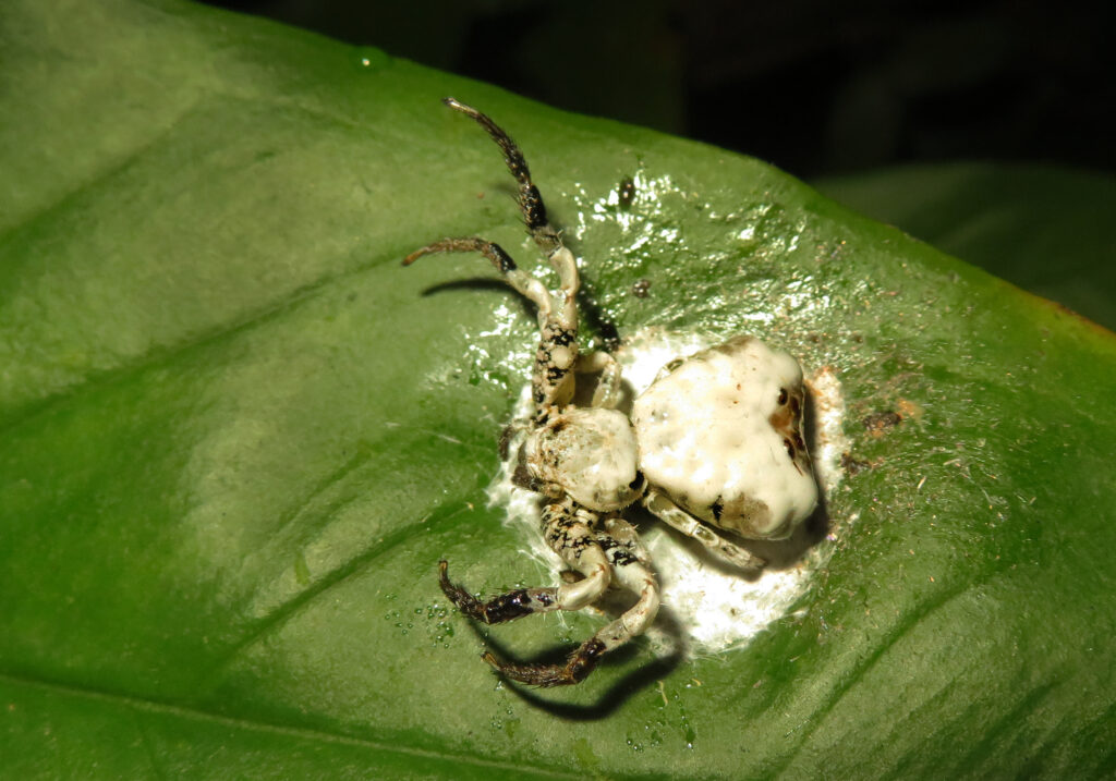 Bird Dropping Crab Spiders