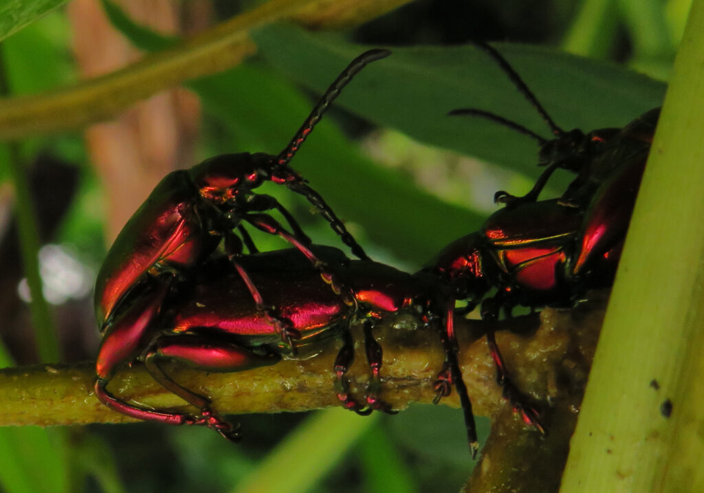 Frog-legged Leaf Beetle (Sagra femorata)
