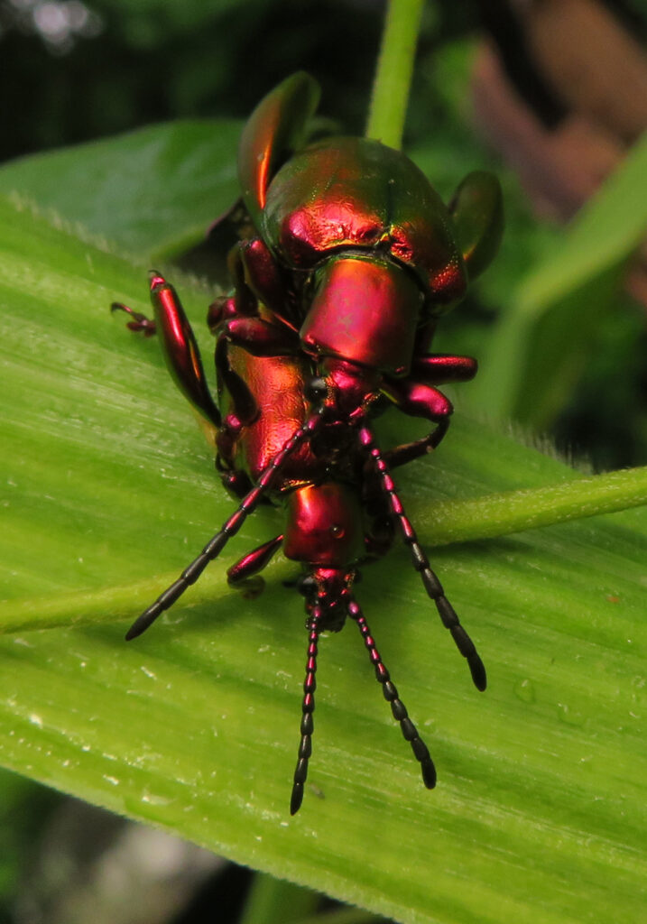 Frog-legged Leaf Beetle (Sagra femorata)