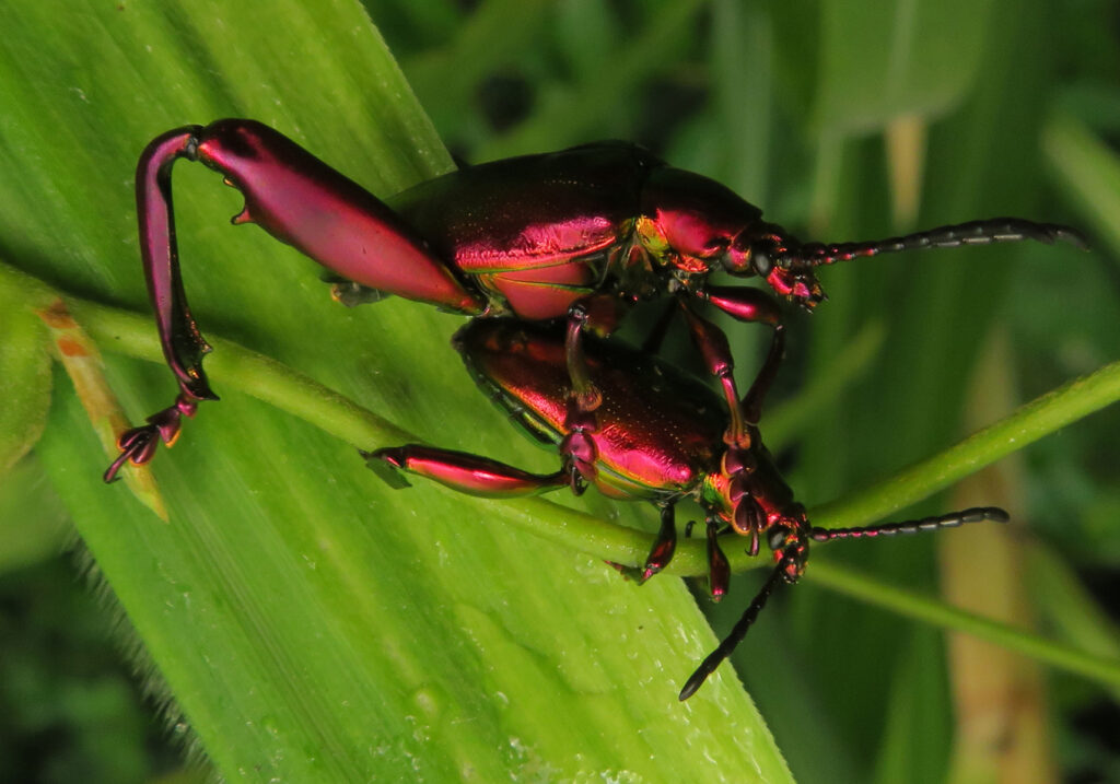 Frog-legged Leaf Beetle (Sagra femorata)
