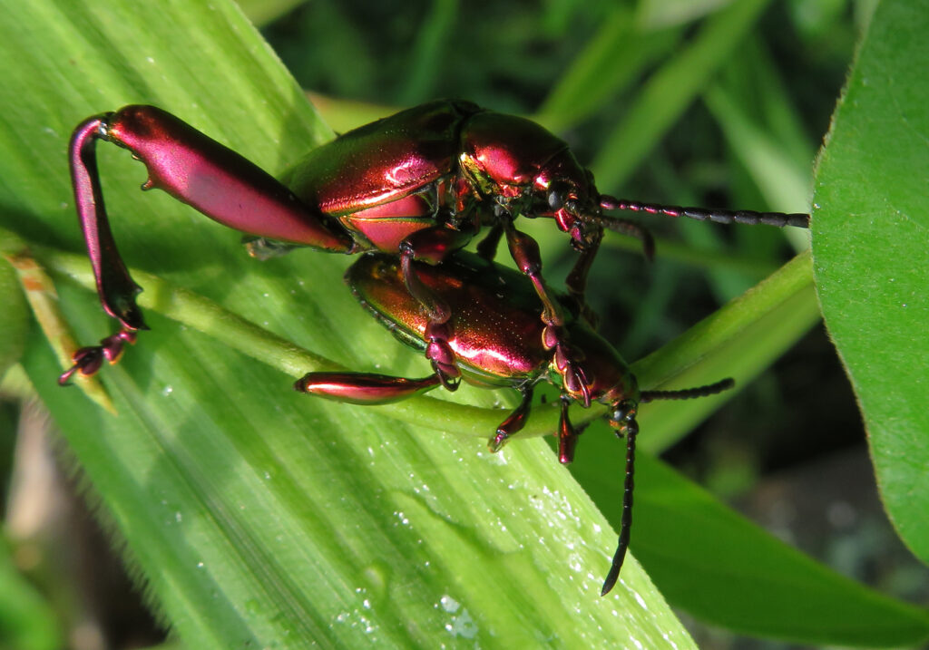 Frog-legged Leaf Beetle (Sagra femorata)