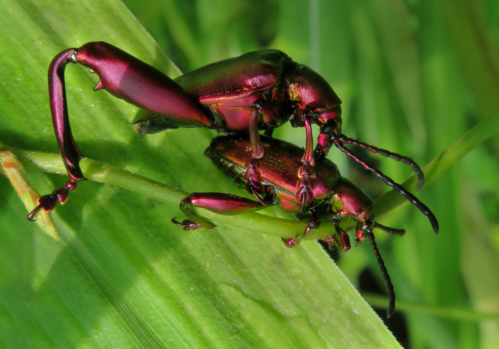 Frog-legged Leaf Beetle (Sagra femorata)