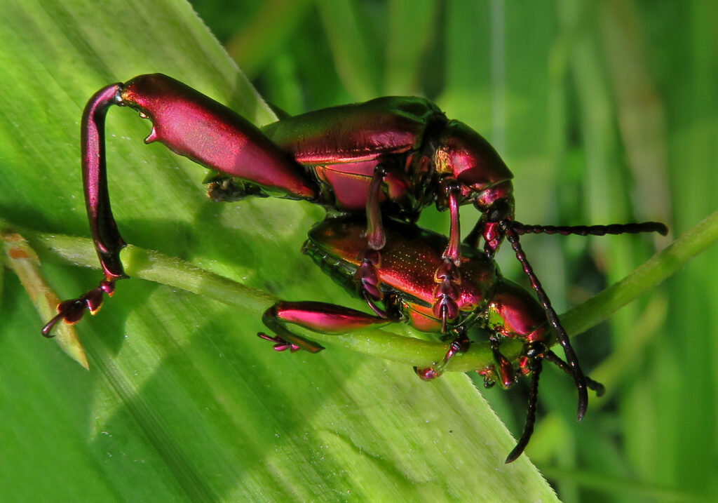 Frog-legged Leaf Beetle (Sagra femorata)