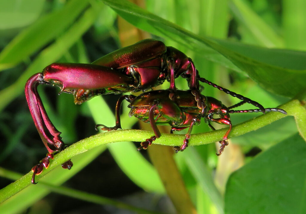 Frog-legged Leaf Beetle (Sagra femorata)