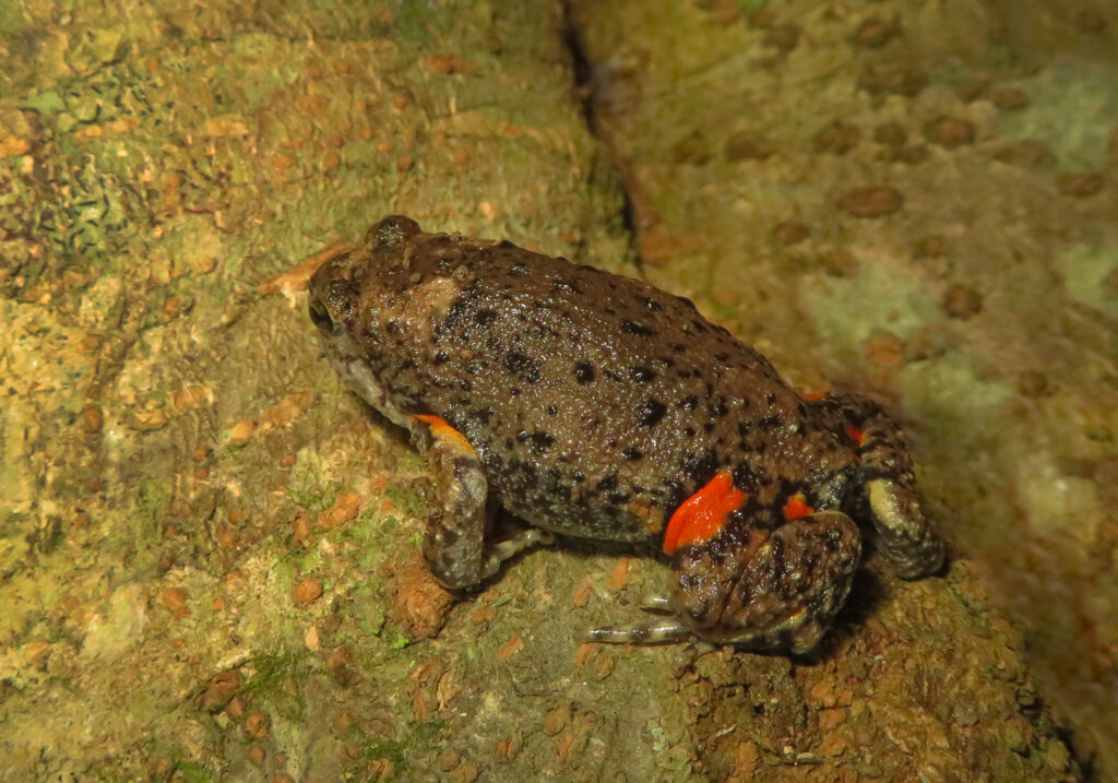 Asian Narrowmouth Frogs