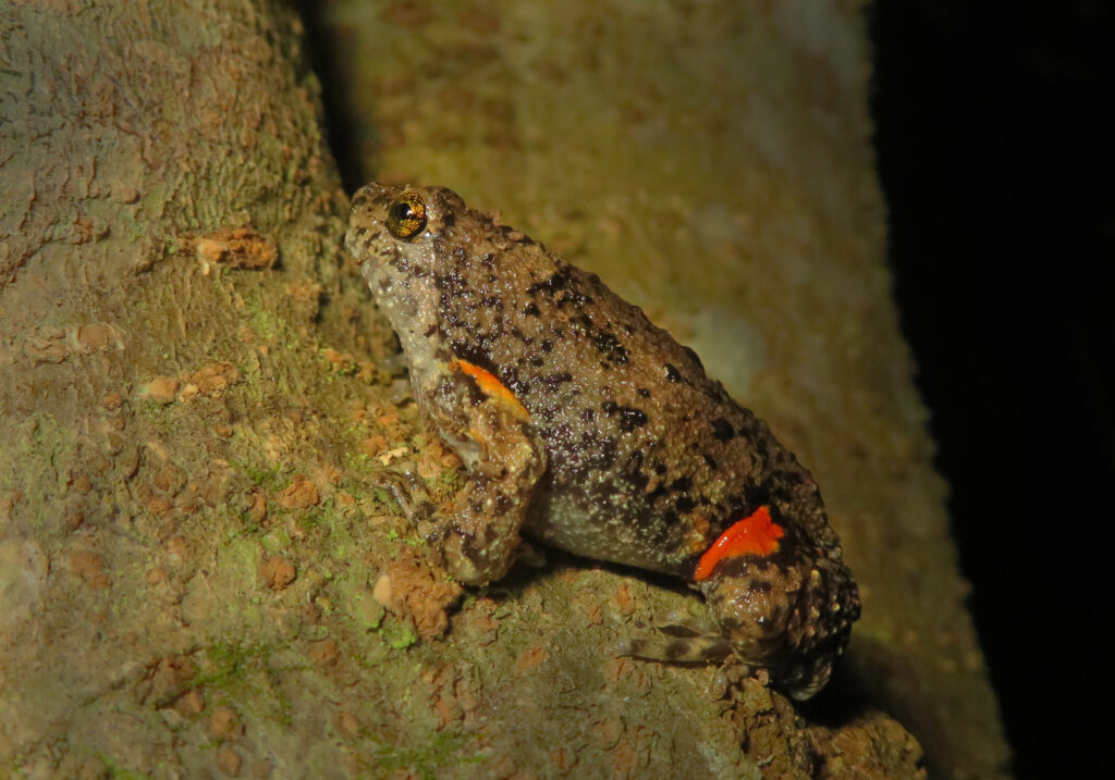 Asian Narrowmouth Frogs