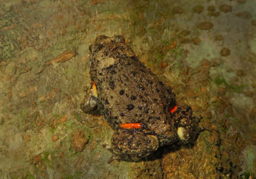 Asian Narrowmouth Frogs