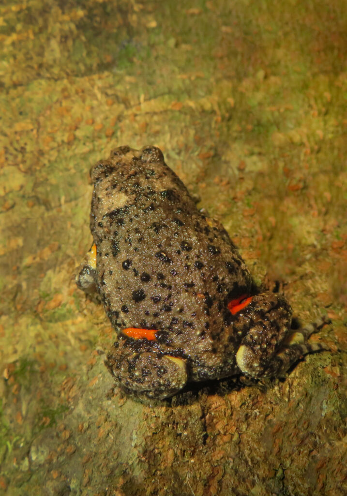 Asian Narrowmouth Frogs