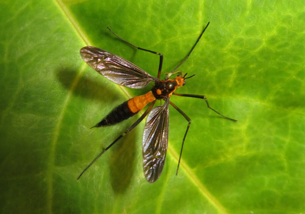Crane Flies
