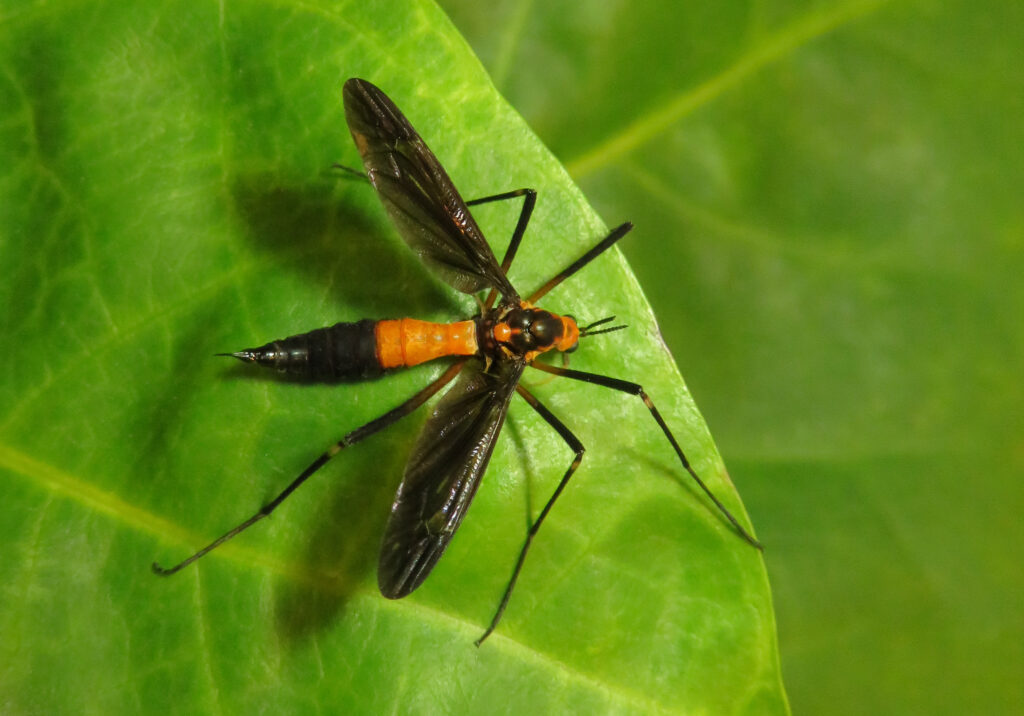 Crane Flies
