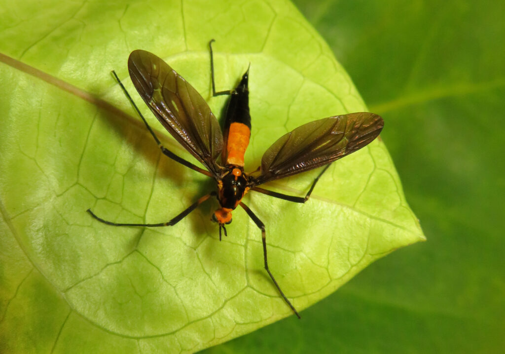 Crane Flies