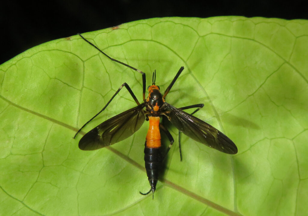 Crane Flies