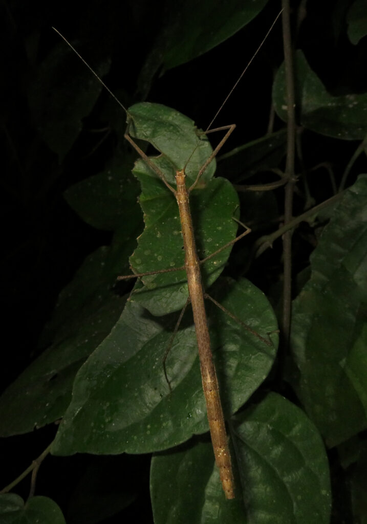 Family Lonchodidae