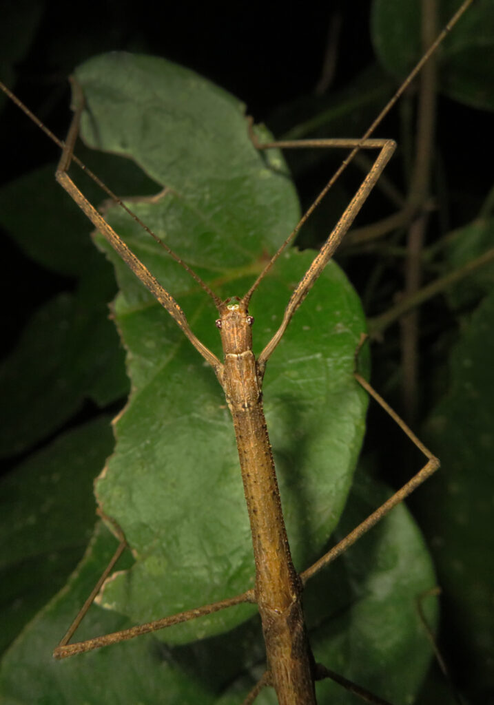 Family Lonchodidae