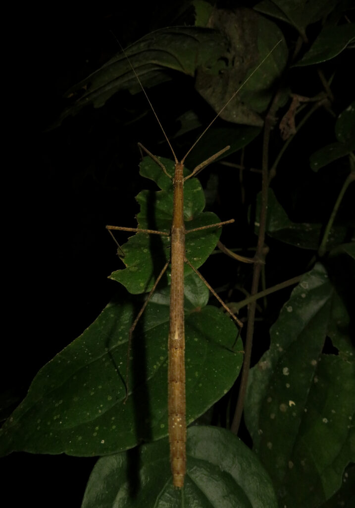Family Lonchodidae