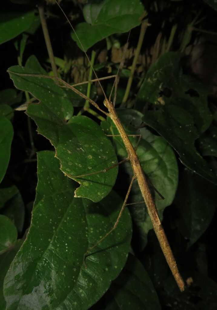 Family Lonchodidae