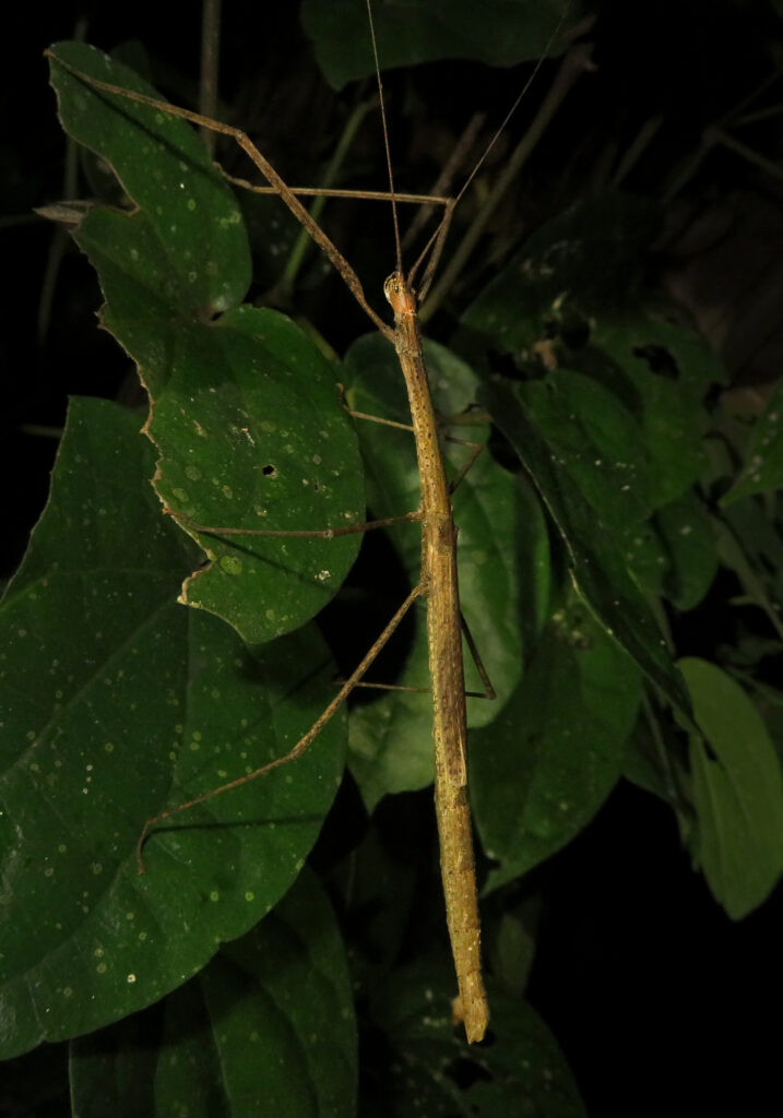 Family Lonchodidae