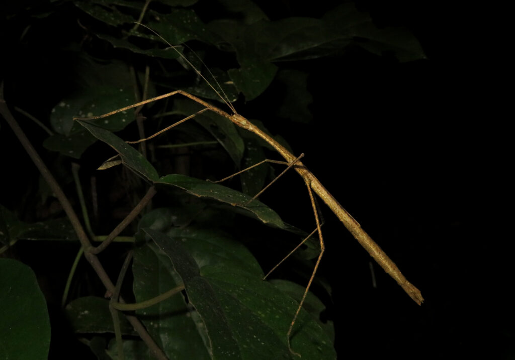 Family Lonchodidae
