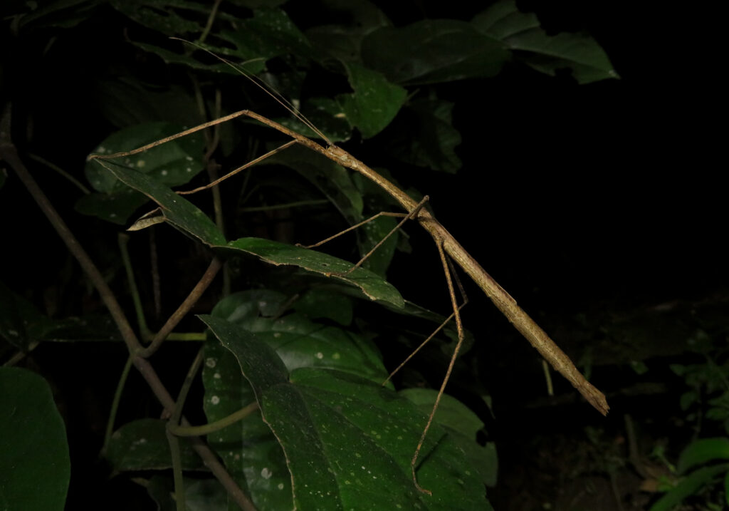 Family Lonchodidae