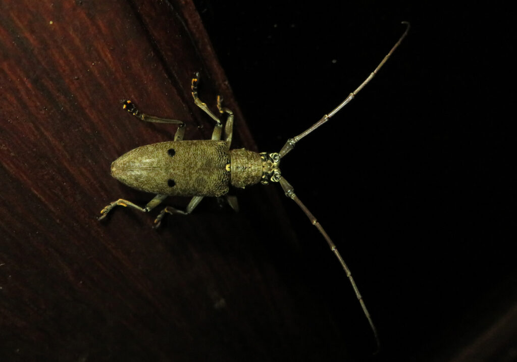 Pelargoderus bipunctatus