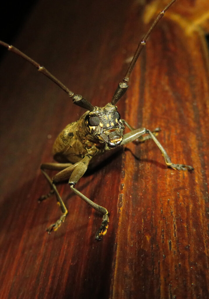 Pelargoderus bipunctatus