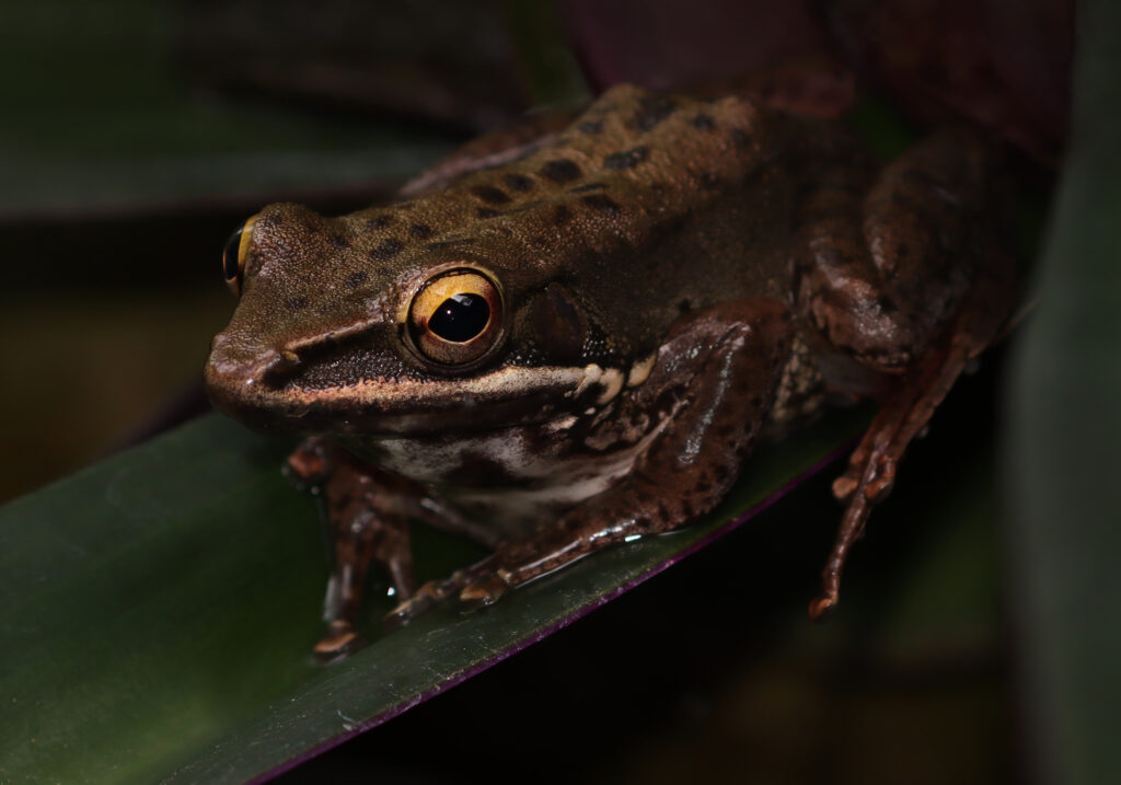 Typical Frogs