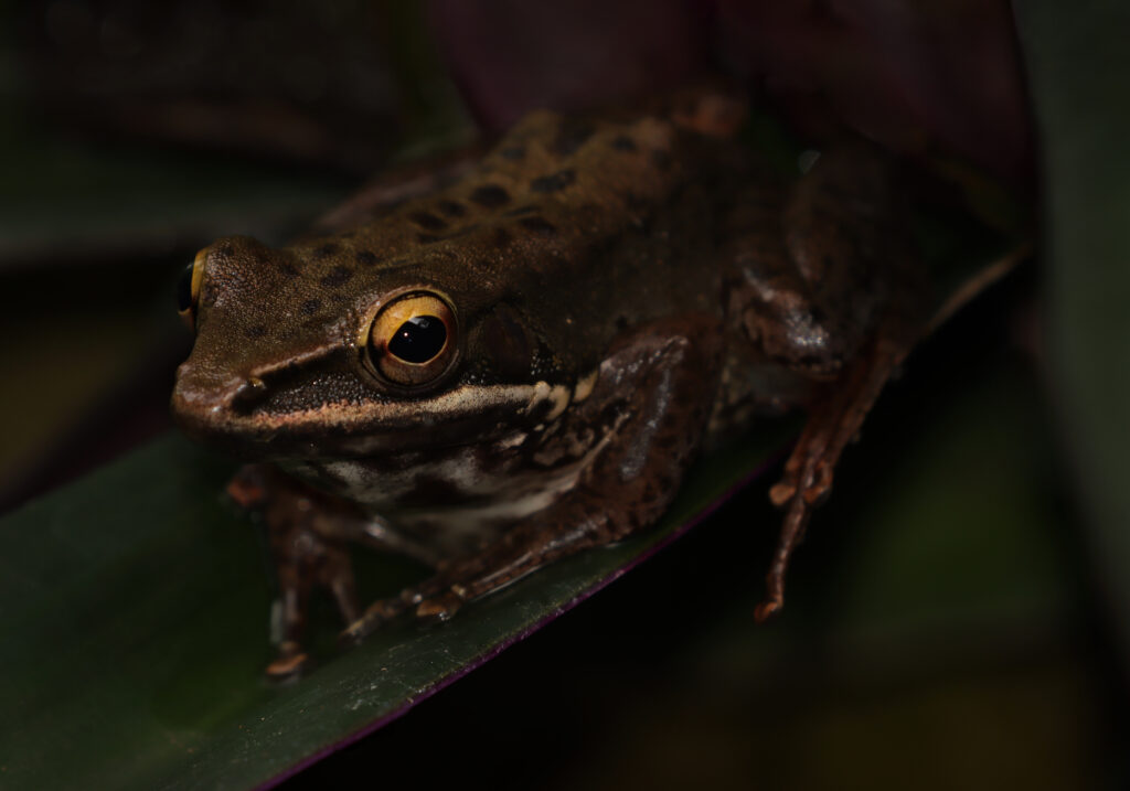 Typical Frogs