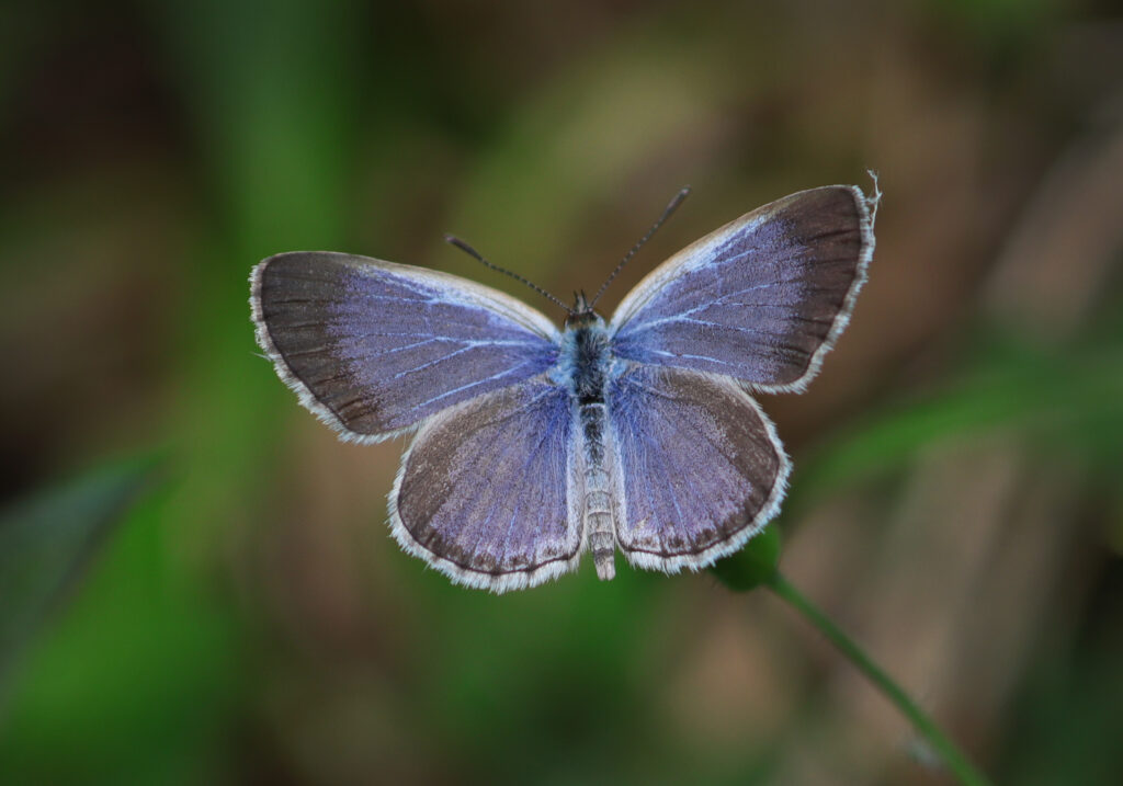 Genus Zizina
