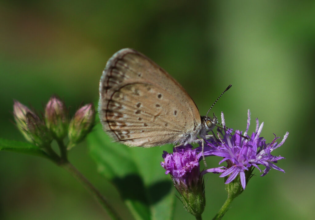 Genus Zizina