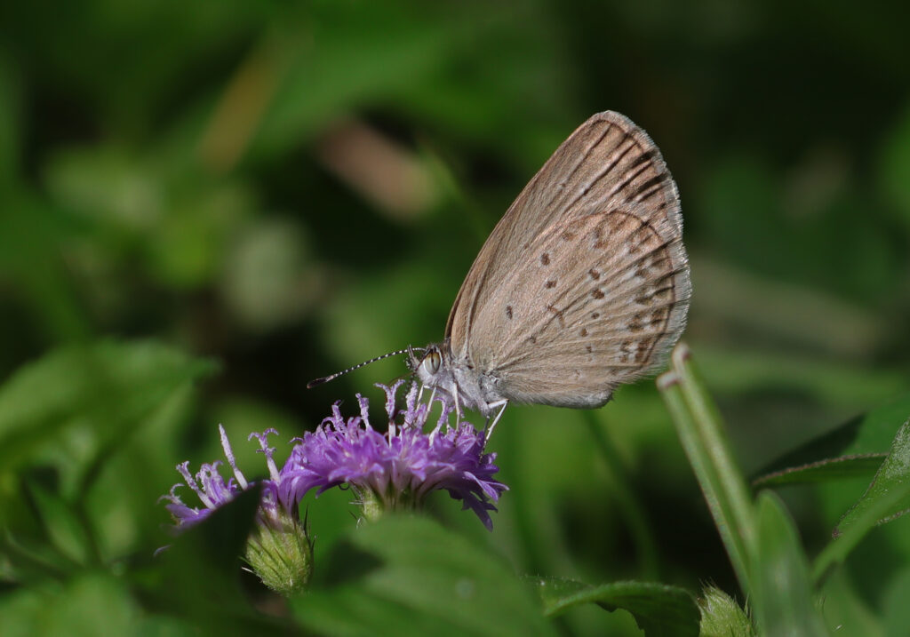 Genus Zizina