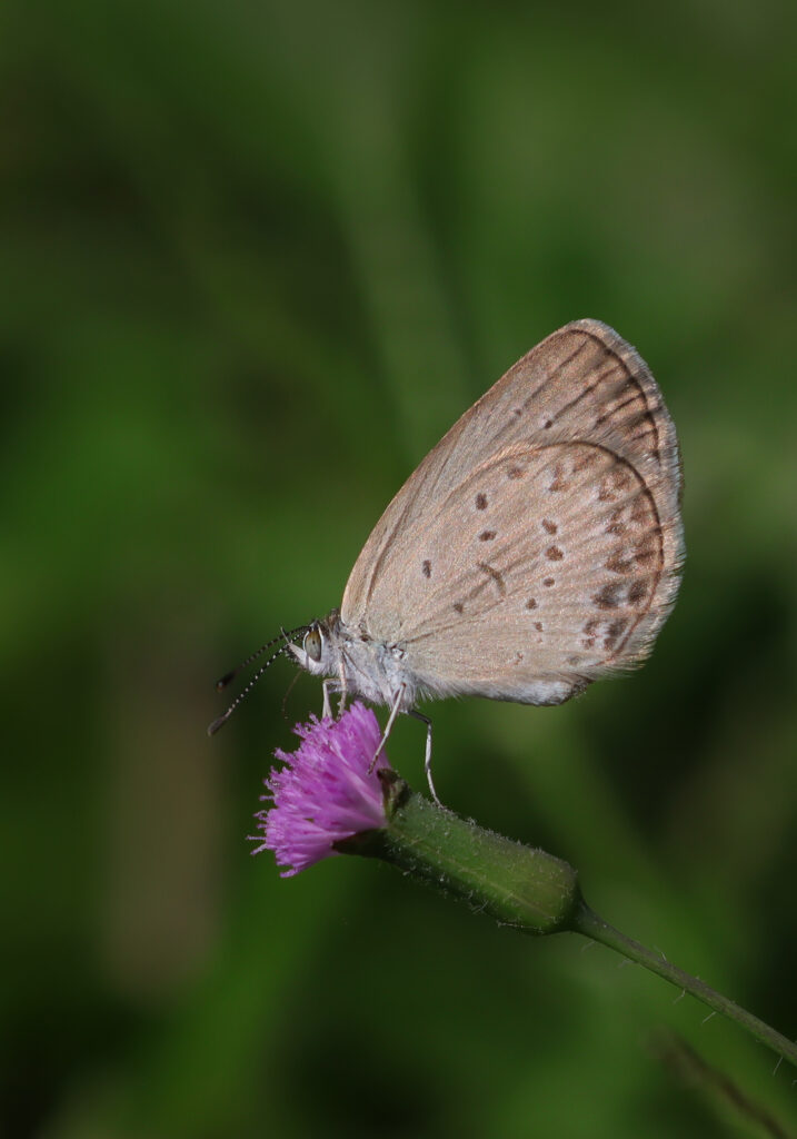 Genus Zizina