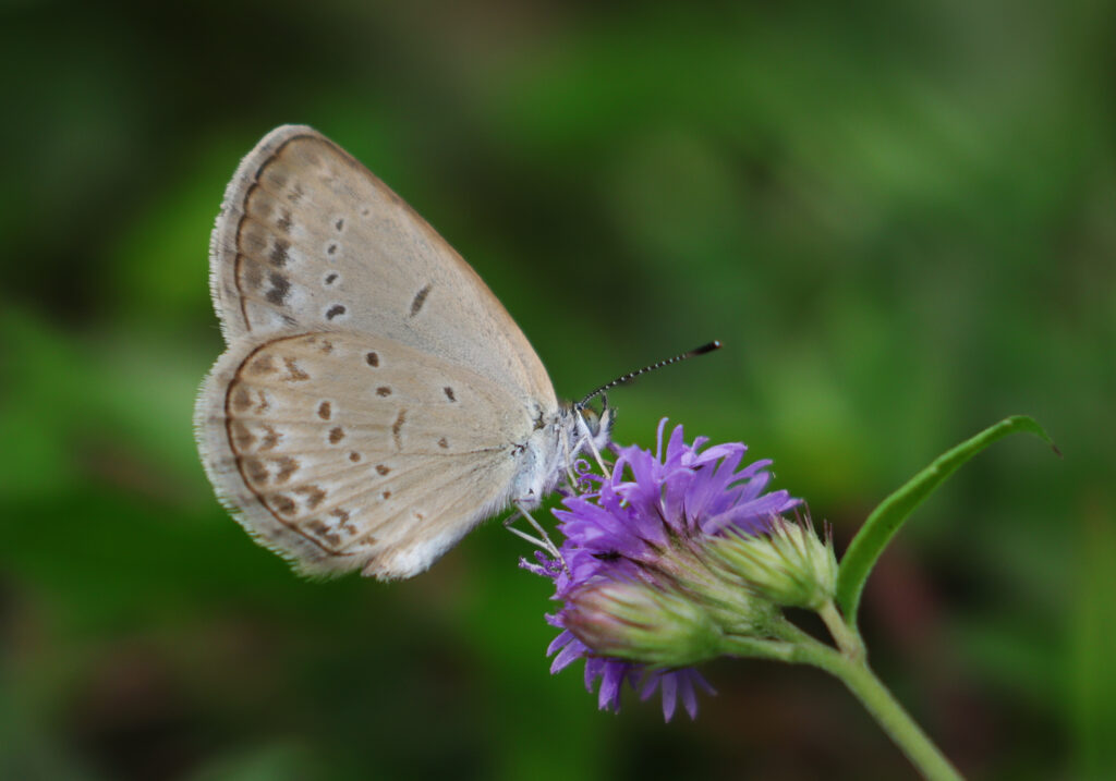 Genus Zizina
