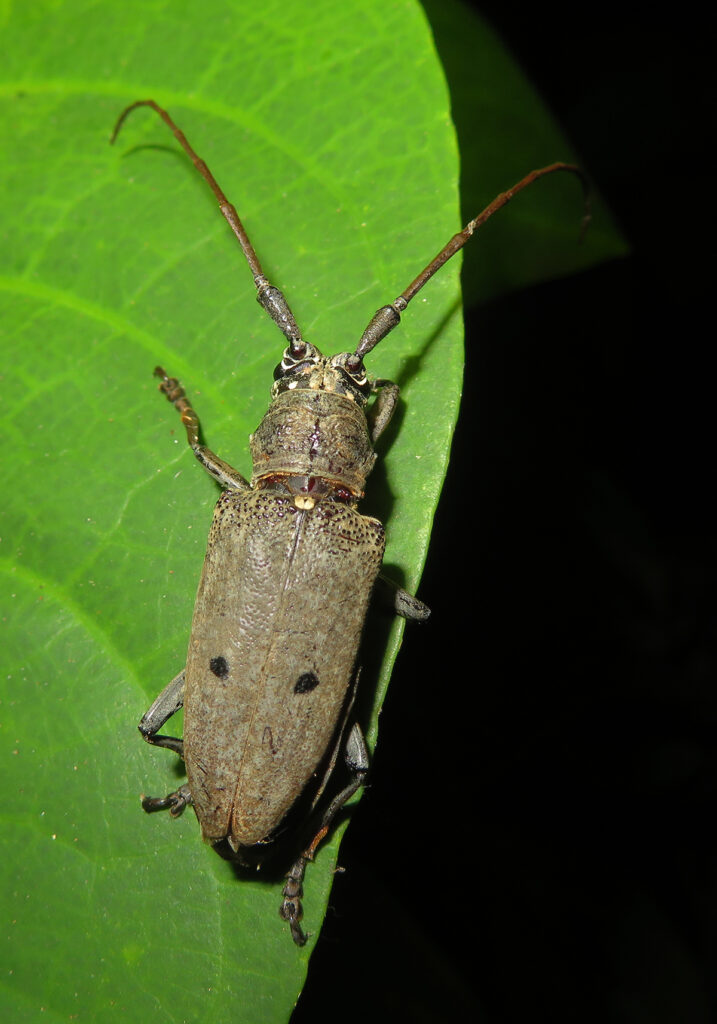 Pelargoderus bipunctatus