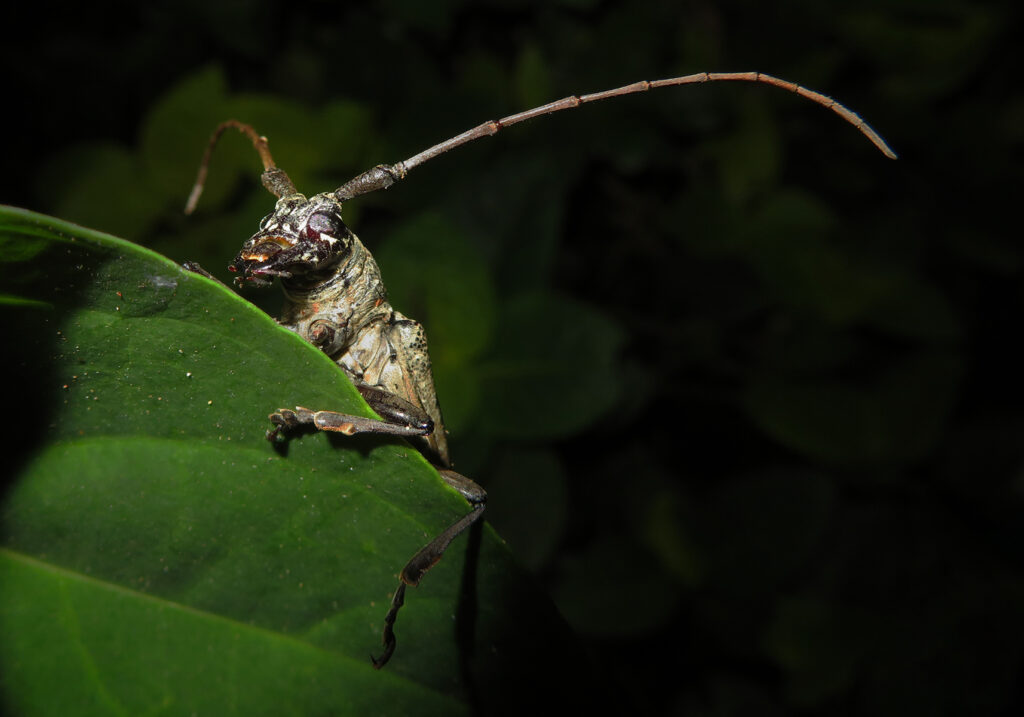 Pelargoderus bipunctatus