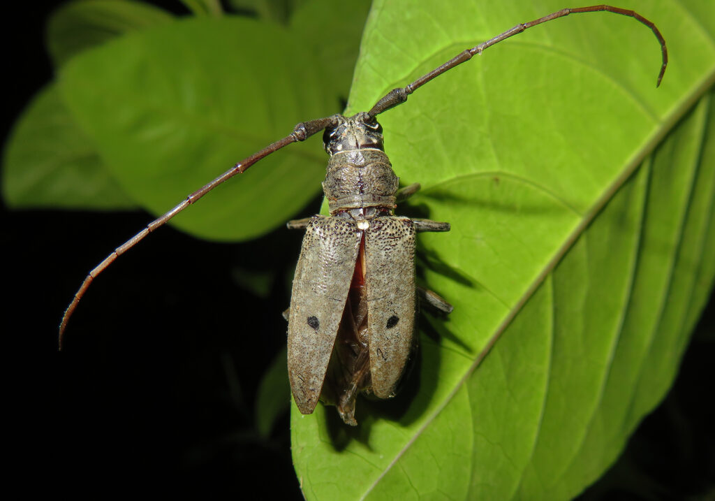 Pelargoderus bipunctatus