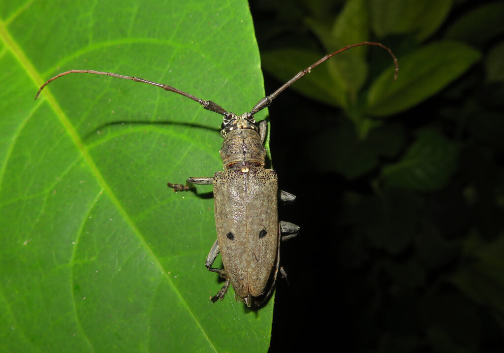 Pelargoderus bipunctatus