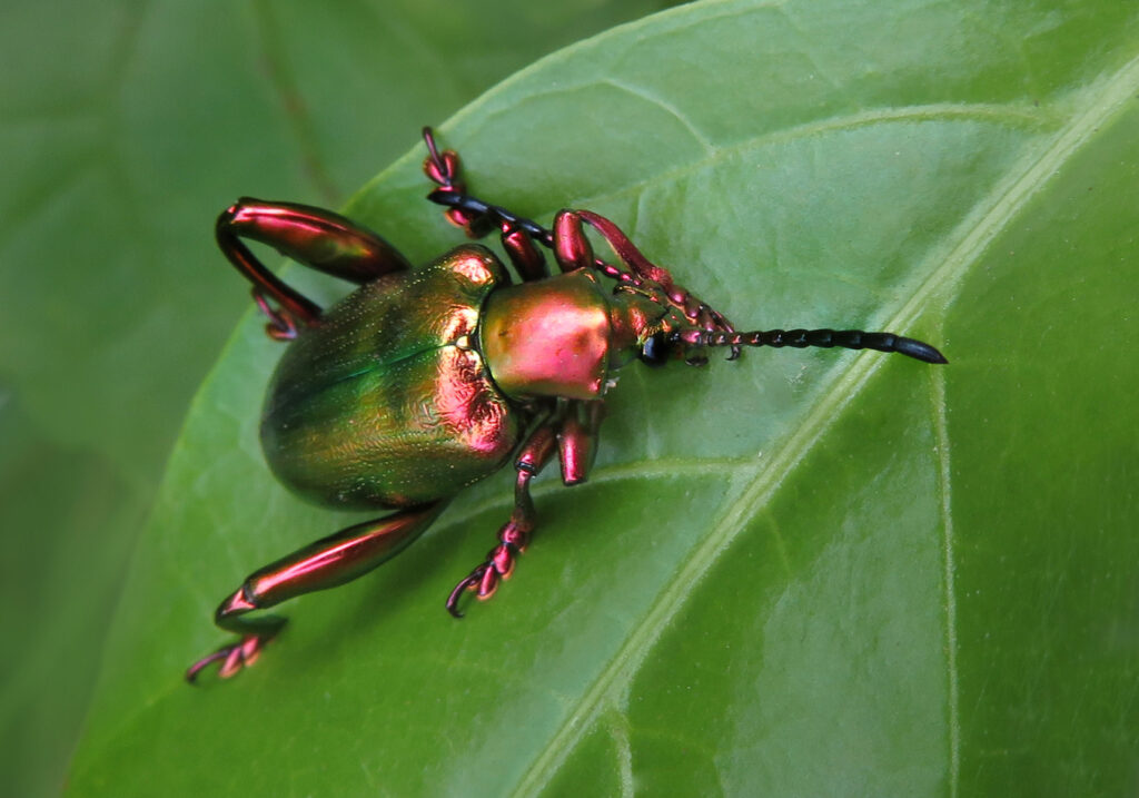 Frog-legged Leaf Beetle (Sagra femorata)